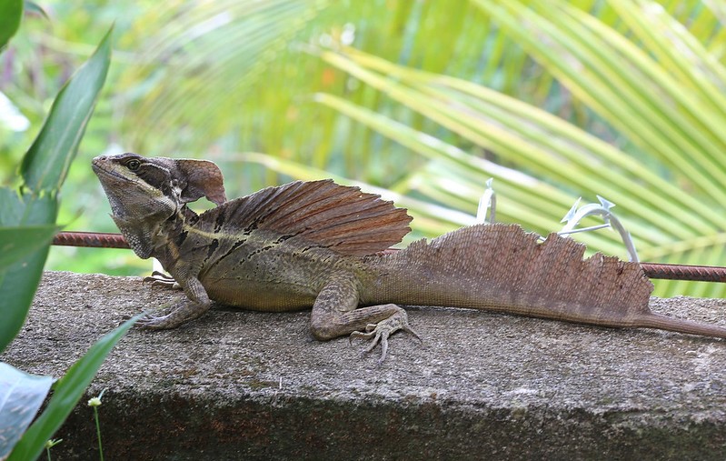 Costa Rica